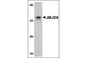 Western blot analysis of JMJD8 in rat kidney tissue lysate with this product at 1 μg/ml. (JMJD8 antibody  (C-Term))