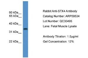 WB Suggested Anti-STX4  Antibody Titration: 0.