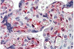 Human Placenta: Formalin-Fixed, Paraffin-Embedded (FFPE) (NOP56 antibody  (AA 193-242))