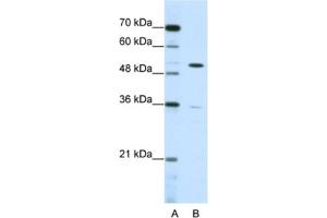 Western Blotting (WB) image for anti-Zinc Finger Protein 485 (ZNF485) antibody (ABIN2461982) (ZNF485 antibody)
