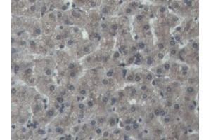 DAB staining on IHC-P; Samples: Porcine Liver Tissue (NOG antibody  (AA 28-232))