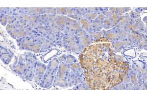 Detection of GHRL in Mouse Pancreas Tissue using Polyclonal Antibody to Ghrelin (GHRL) (Ghrelin antibody  (AA 28-117))