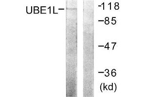 Western Blotting (WB) image for anti-Ubiquitin-Like Modifier Activating Enzyme 7 (UBA7) (C-Term) antibody (ABIN1848875) (UBA7 antibody  (C-Term))