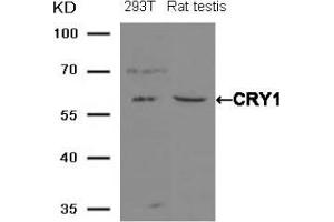 Western blot analysis of extracts from 293T cells and Rat testis tissue using CRY1 antibody