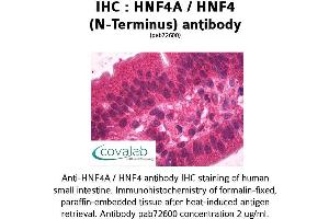 Image no. 1 for anti-Hepatocyte Nuclear Factor 4, alpha (HNF4A) (N-Term) antibody (ABIN1735519) (HNF4A antibody  (N-Term))