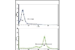 Flow cytometric analysis of K562 cells using TDG Antibody (C-term)(bottom histogram) compared to a negative control cell (top histogram)FITC-conjugated goat-anti-rabbit secondary antibodies were used for the analysis.