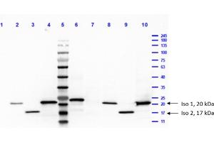 Western blot analysis of Anti-Feimin.