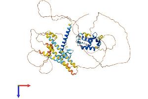 FOXP1 Protein (AA 1-677) (His tag)