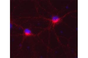 Indirect immunofluorescence on cultured rat neurons (dilution 1 : 250; red). (Syntaxin 12/13 (AA 1-250), (Cytoplasmic Domain) antibody)