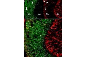 Expression of α2A-Adrenoreceptor in rat cerebellum - Immunohistochemical staining of rat cerebellum free floating frozen section using Anti-α2A-Adrenergic Receptor (extracellular) Antibody (ABIN7042899, ABIN7043918 and ABIN7043919). (ADRA2A antibody  (Extracellular, N-Term))