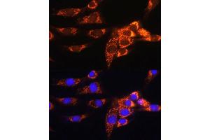 Immunofluorescence analysis of NIH/3T3 cells using  Rabbit pAb (ABIN1678653, ABIN5664340, ABIN5664342 and ABIN6220284) at dilution of 1:100. (AMPD1 antibody  (AA 50-260))