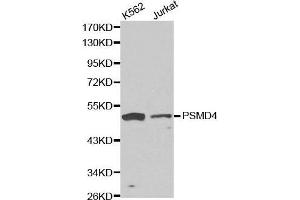 Western blot analysis of K562 cell and jurkat cell lysate using PSMD4 antibody.