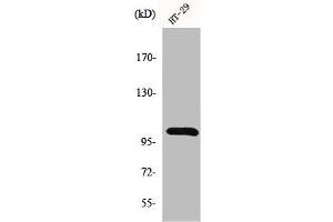 Western Blot analysis of HT29 cells using GRIN1 Polyclonal Antibody (GPRIN1 antibody  (Internal Region))