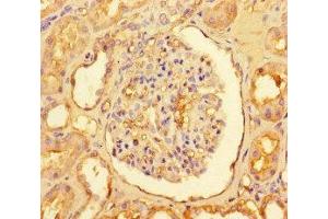 Immunohistochemistry of paraffin-embedded human kidney tissue using ABIN7146833 at dilution of 1:100