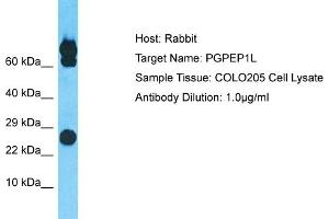 Host: Rabbit Target Name: PGPEP1L Sample Type: COLO205 Whole Cell lysates Antibody Dilution: 1. (PGPEP1L antibody  (N-Term))