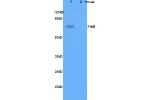 L1 rat brain, L2 rat liver lysates probed  at 1:200 in 4˚C. (GALC antibody  (AA 301-400))