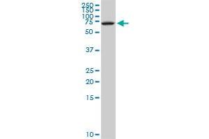 NFIX monoclonal antibody (M08), clone 3D2. (NFIX antibody  (AA 291-390))