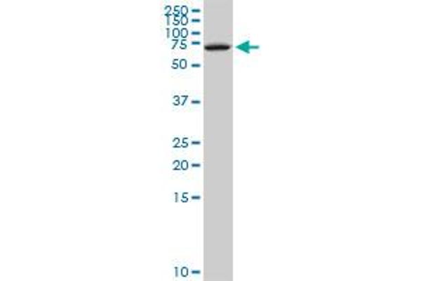 NFIX antibody  (AA 291-390)