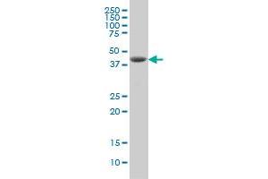 DHODH antibody  (AA 32-140)