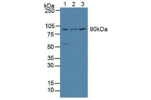 Figure. (ATF6 antibody  (AA 1-377))