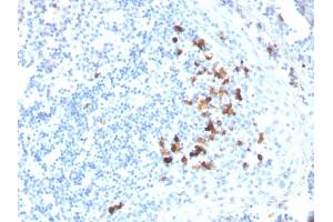 Formalin-fixed, paraffin-embedded human tonsil stained with IgA Mouse Monoclonal Antibody (HISA43). (IGHA1 & IGHA2 antibody)