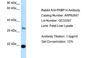Western Blotting (WB) image for anti-FK506 Binding Protein 14, 22 KDa (FKBP14) (C-Term) antibody (ABIN2789201) (FKBP14 antibody  (C-Term))