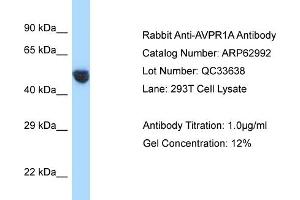 Western Blotting (WB) image for anti-Arginine Vasopressin Receptor 1A (AVPR1A) (C-Term) antibody (ABIN2789326) (AVPR1A antibody  (C-Term))