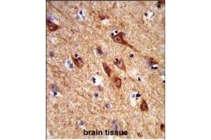 Formalin-fixed and paraffin-embedded human brain tissue reacted with ACCN1 Antibody (Center), which was peroxidase-conjugated to the secondary antibody, followed by DAB staining. (ACCN1 antibody  (AA 120-148))