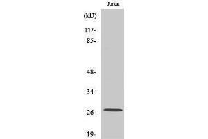 Western Blotting (WB) image for anti-NADH Dehydrogenase (Ubiquinone) Flavoprotein 2, 24kDa (NDUFV2) (Internal Region) antibody (ABIN3185807) (NDUFV2 antibody  (Internal Region))