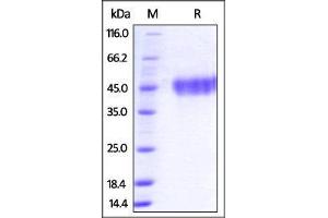 Human Galectin-9, His Tag on SDS-PAGE under reducing (R) condition. (Galectin 9 Protein (AA 2-323) (His tag))