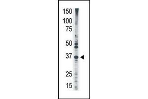 Image no. 1 for anti-MAGE-Like 2 (MAGEL2) (N-Term) antibody (ABIN358645) (MAGE-Like 2 antibody  (N-Term))