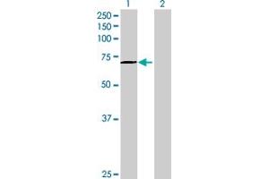 INTS9 antibody  (AA 1-658)