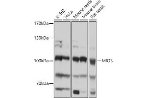 Western blot analysis of extracts of various cell lines, using MIOS antibody (ABIN7271364) at 1:1000 dilution. (MIOS antibody)