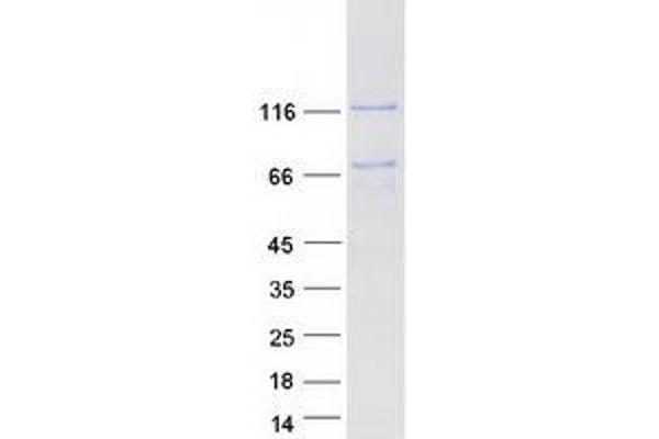 LRPPRC Protein (Myc-DYKDDDDK Tag)