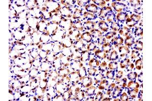 Paraformaldehyde-fixed, paraffin embedded rat stomach, Antigen retrieval by boiling in sodium citrate buffer (pH6. (TRAF1 antibody  (AA 301-416))