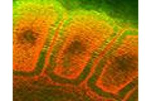 Hsp25 Hsp27 (8A7), somites of a rat embryo  Courtesy of Mike Welsh, UMich . (HSP27 antibody)