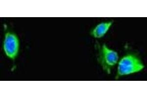 Immunofluorescent analysis of Hela cells using ABIN7172232 at dilution of 1:100 and Alexa Fluor 488-congugated AffiniPure Goat Anti-Rabbit IgG(H+L) (TRAF2 antibody  (AA 147-281))