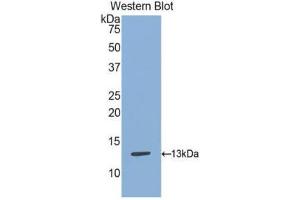Western Blotting (WB) image for anti-S100 Calcium Binding Protein A13 (S100A13) (AA 2-98) antibody (ABIN1078500) (S100A13 antibody  (AA 2-98))