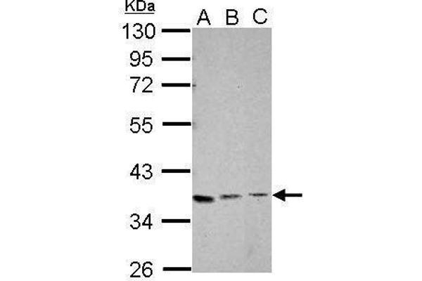 XRCC4 antibody  (C-Term)