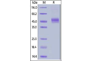 FCGR1A Protein (AA 11-288) (His tag,AVI tag,Biotin)