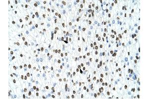 HNRPA1 antibody was used for immunohistochemistry at a concentration of 4-8 ug/ml to stain Myocardial cells (arrows) in Human Head. (HNRNPA1 antibody  (N-Term))