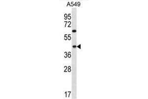 C109B Antibody (C-term) western blot analysis in A549 cell line lysates (35µg/lane). (C109B (AA 298-328), (C-Term) antibody)