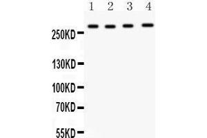 Anti-Mannose 6 Phosphate Receptor(Cation independent) antibody, Western blotting All lanes: Anti Mannose 6 Phosphate Receptor (Cation independent)  at 0. (IGF2R antibody  (C-Term))