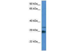 WB Suggested Anti-Odf1 Antibody Titration: 1. (ODF1 antibody  (Middle Region))