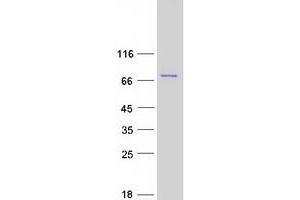 Validation with Western Blot (MLLT1 Protein (Myc-DYKDDDDK Tag))