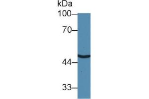 Western blot analysis of Human HeLa cell lysate, using Human SLC30A8 Antibody (3 µg/ml) and HRP-conjugated Goat Anti-Rabbit antibody ( (SLC30A8 antibody  (AA 1-80))