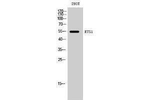 Western Blotting (WB) image for anti-V-Ets erythroblastosis Virus E26 Oncogene Homolog 1 (Avian) (ETS1) (Ser369) antibody (ABIN3180039) (ETS1 antibody  (Ser369))