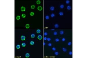 Immunofluorescence staining of mouse splenocytes using anti-CD98 antibody RL388. (Recombinant SLC3A2 antibody)
