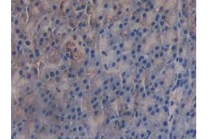 Detection of GAB3 in Mouse Pancreas Tissue using Polyclonal Antibody to GRB2 Associated Binding Protein 3 (GAB3) (GAB3 antibody  (AA 142-375))