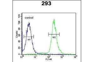 GBP7 Antibody (C-term) (ABIN651102 and ABIN2840070) flow cytometric analysis of 293 cells (right histogram) compared to a negative control cell (left histogram).